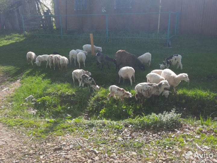 Барашки и овцы романовские/дорпер