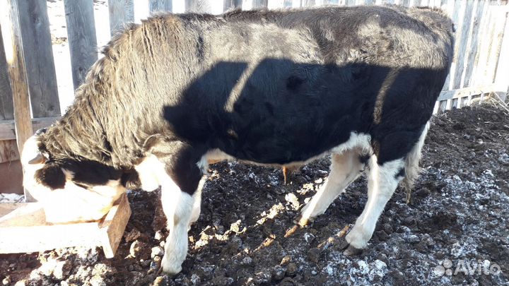 Бычки и быки