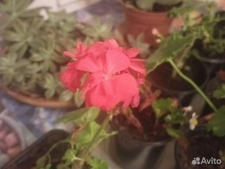 Пеларгония зональная