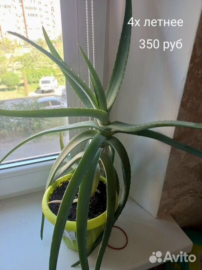 Алоэ вера от 1 до 4-х лет