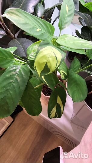 Ктенанта лубберса