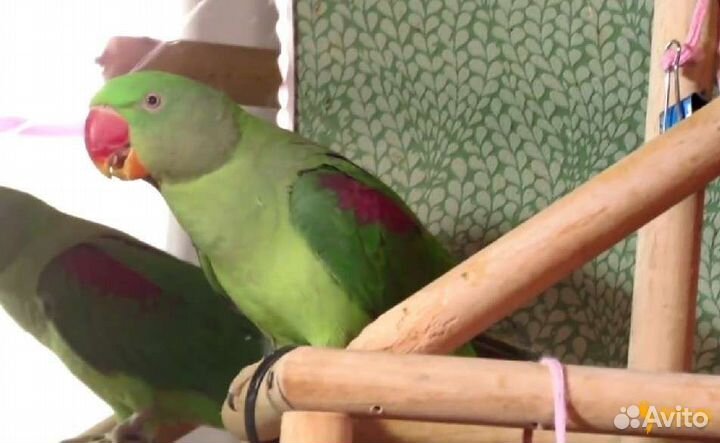 Александрийский попугай ручной птенец