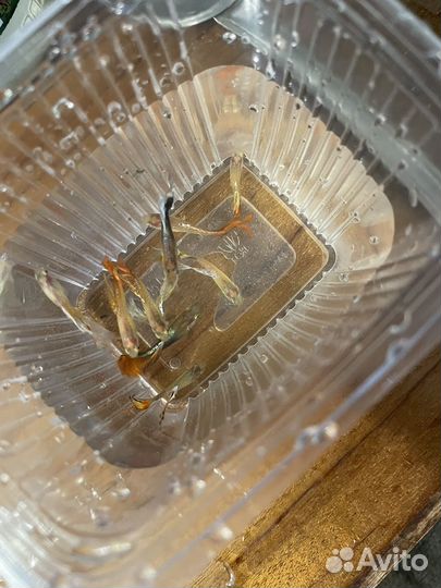 Продам рыб гуппи