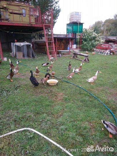 Утки индийский бегунок