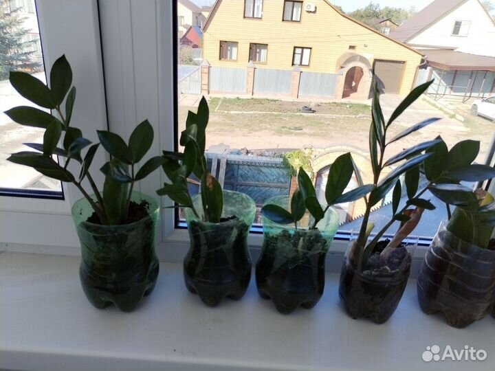 Замиокулькас