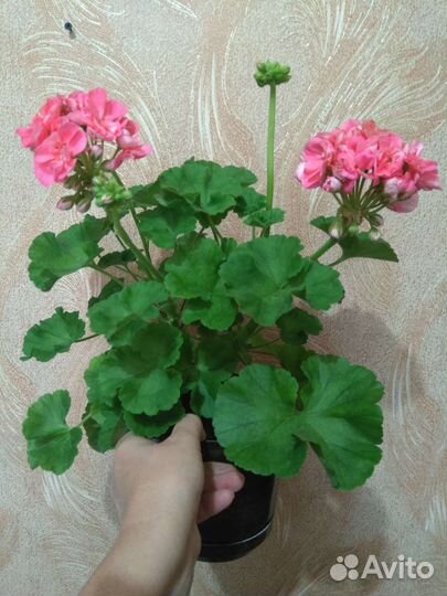 Пеларгония герань