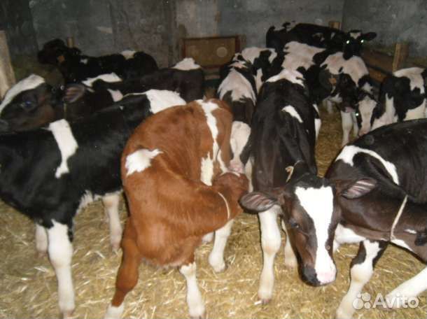 Телята бычки