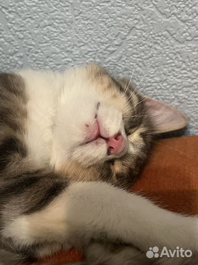 Маленький котенок в самые добрые руки