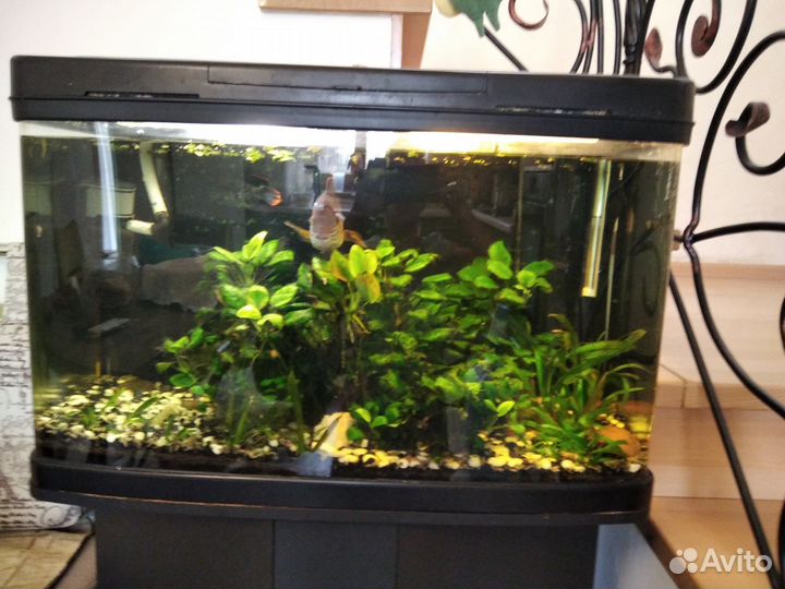Аквариум с тумбой б\у