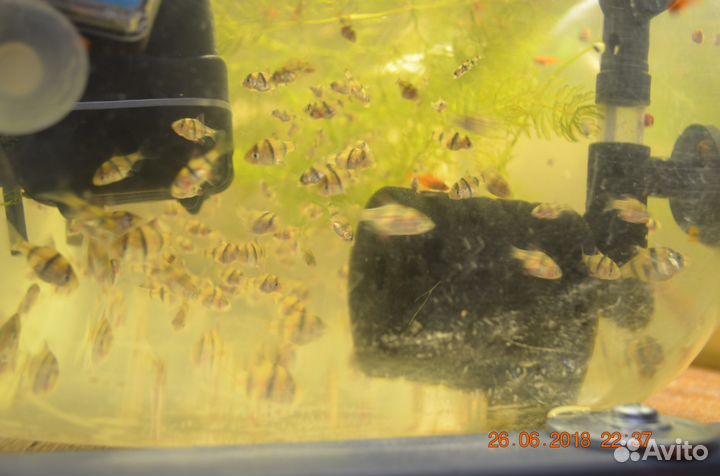 Барбус суматранский