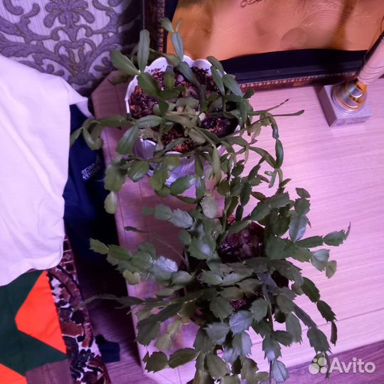 Цветок декабрист