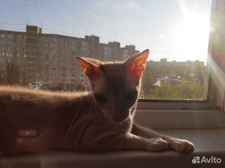 Донской сфинкс