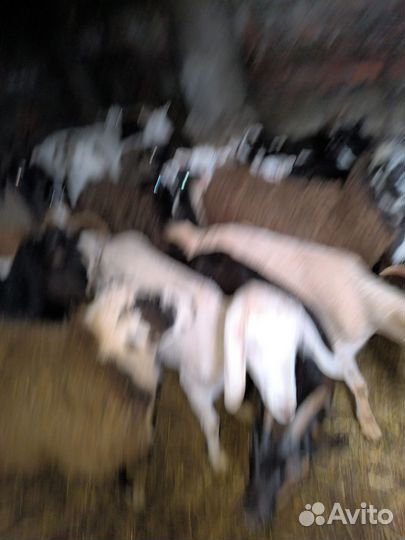 Коза и овца