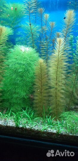 Растения в аквариум
