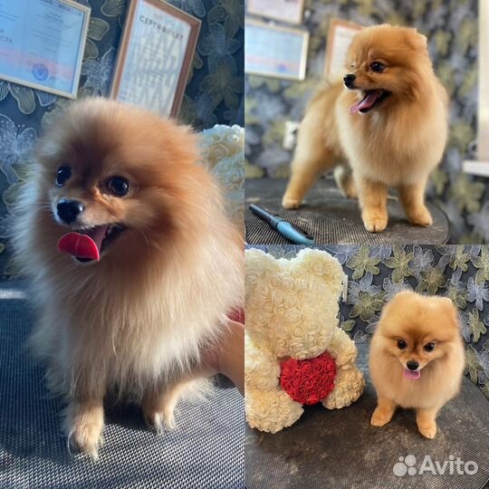 Груминг(стрижка собак и кошек)