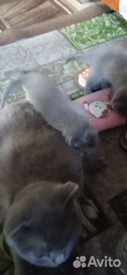 Шотландские вислоухие котята