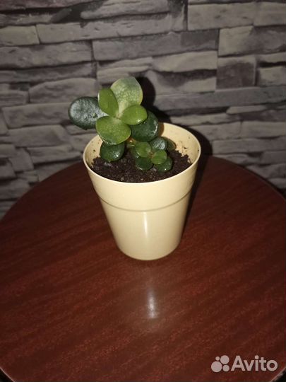 Денежное дерево (Крассула. Толстянка) за 59