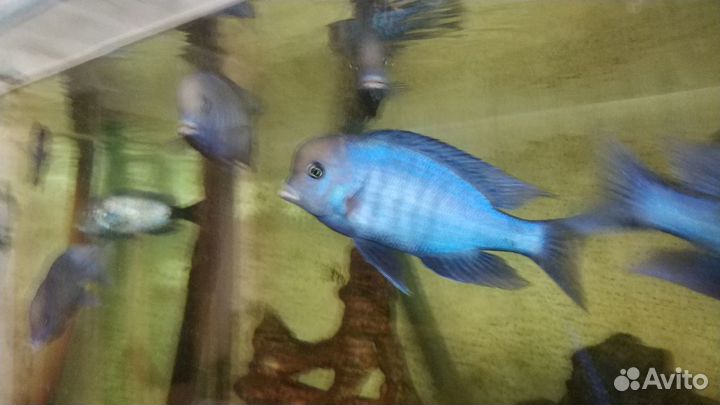 Продам голубых дельфинов