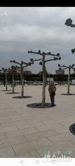 Платан кленолистный рябина тополь акация