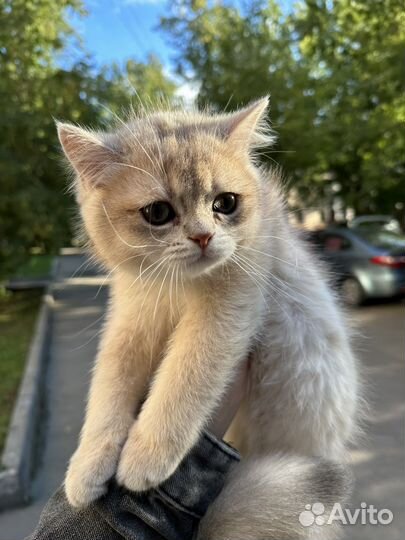 Котенок британский ay11 мальчик чистокровный