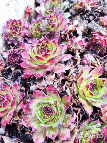 Молодило (каменная роза)