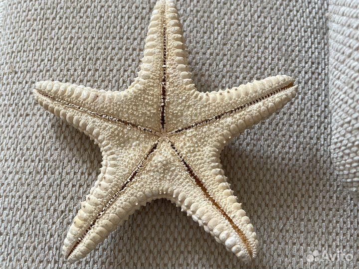 Морская звезда