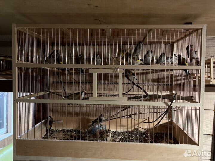 Щегол чиж чечётка