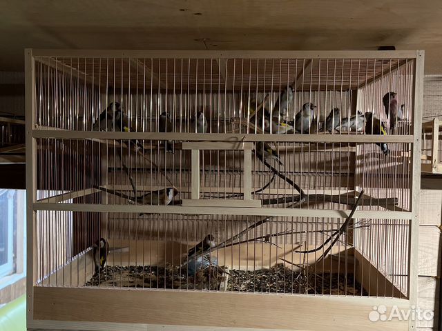 Щегол чиж чечётка