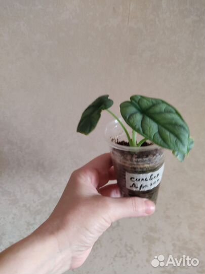 Алоказия Серебряный Дракон