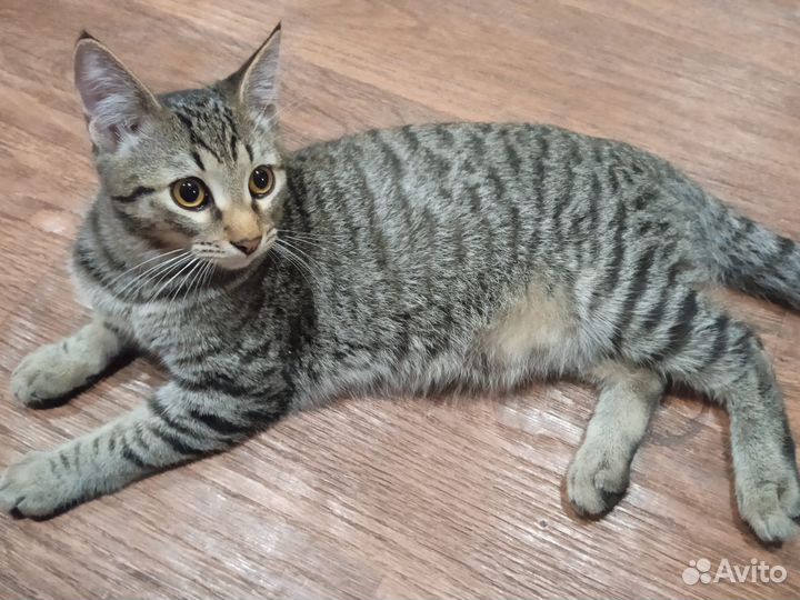 Кошка в дар