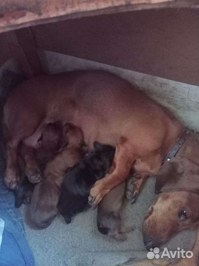 Щенки таксы