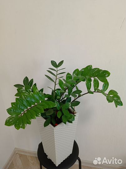 Замиокулькас