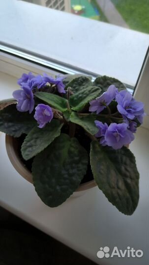 Фиалки цветущие