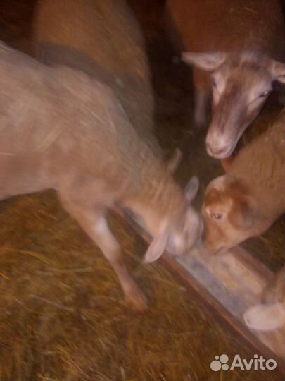 Катумский баранчик