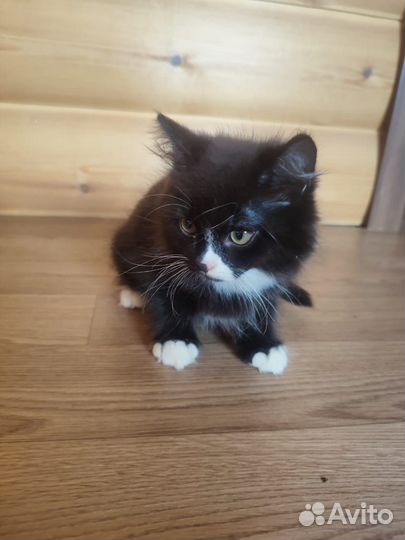 Котята в добрые руки даром