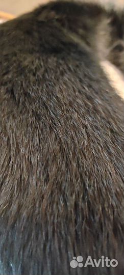 Меховой воротник песец