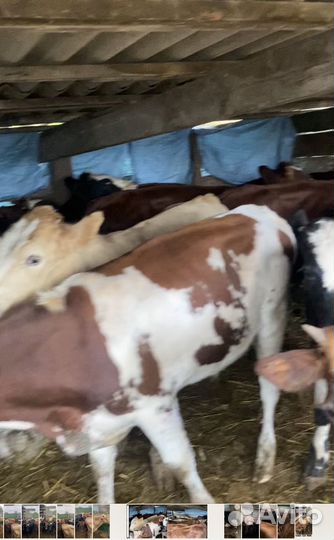 Бычки от 1 года до 1,2 месяцев, 16 голов