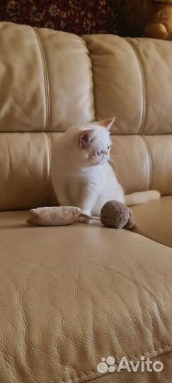 Котенок экзот