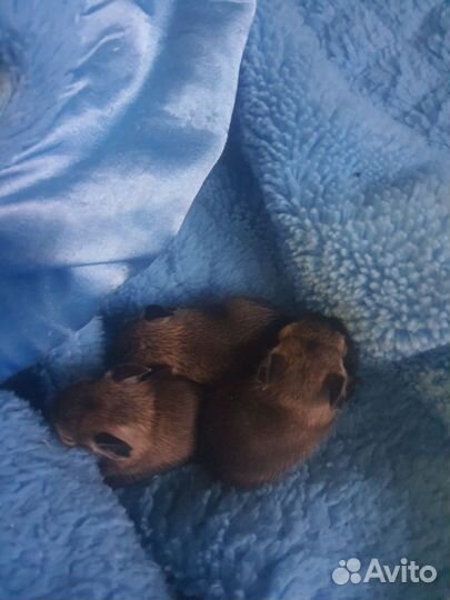 Чилийская белка дегу