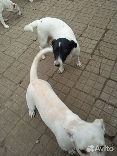 Отдам в добрые руки