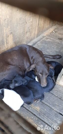 Щенки девочки и мальчики