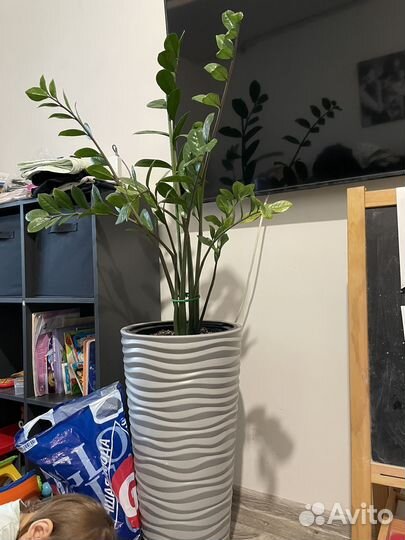 Долларовое дерево / замиокулькас