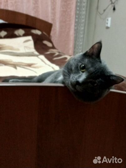 Британец прямоухий