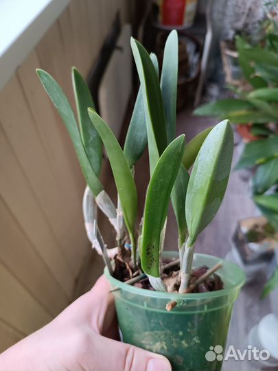 Продам орхидею