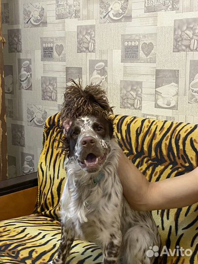 Русский охотничий спаниель