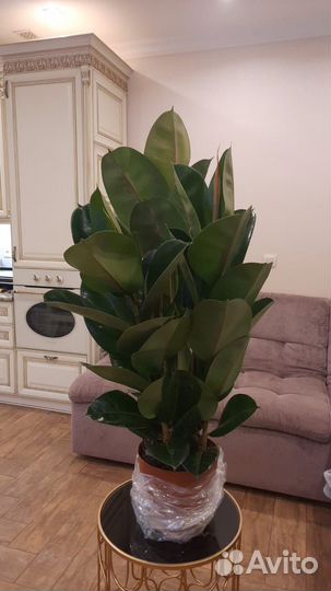 Фикус эластика робуста 110-120 см 3 ствола