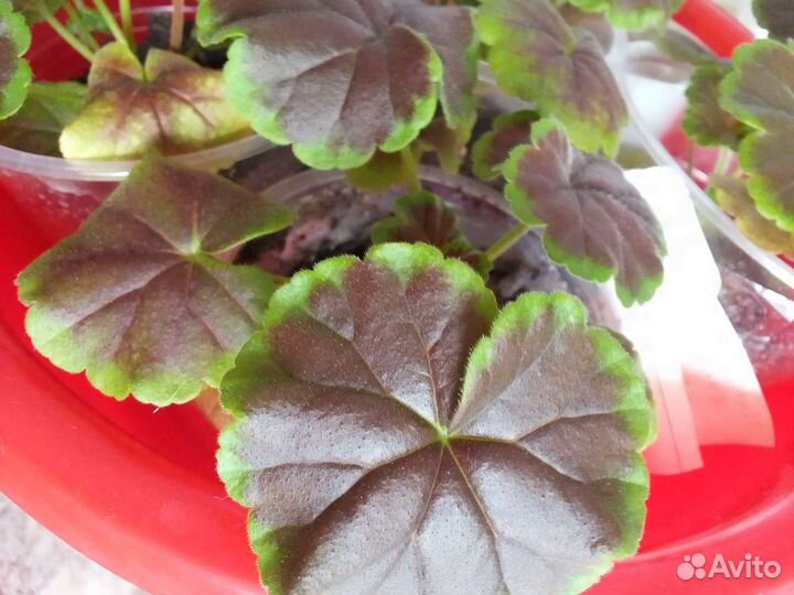 Герань пеларгония коричневолистная