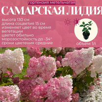 Саженцы Гортензий Самарская Лиди�я