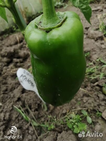 Семена сладкого перца и острого