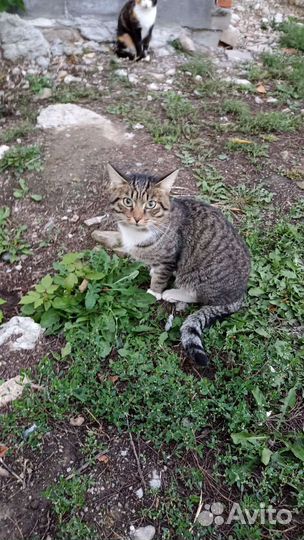 Кошка